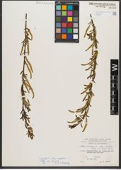 Foto von Salix triandra subsp. amygdalina (L.) Schübl. & G. Martens